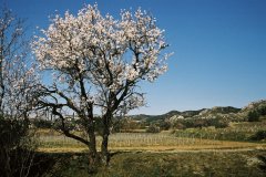 Paysages-Saint-Remy-de-Provence-Alpilles-6