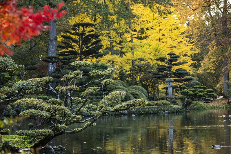 Automne au Parc Oriental de Maulévrier