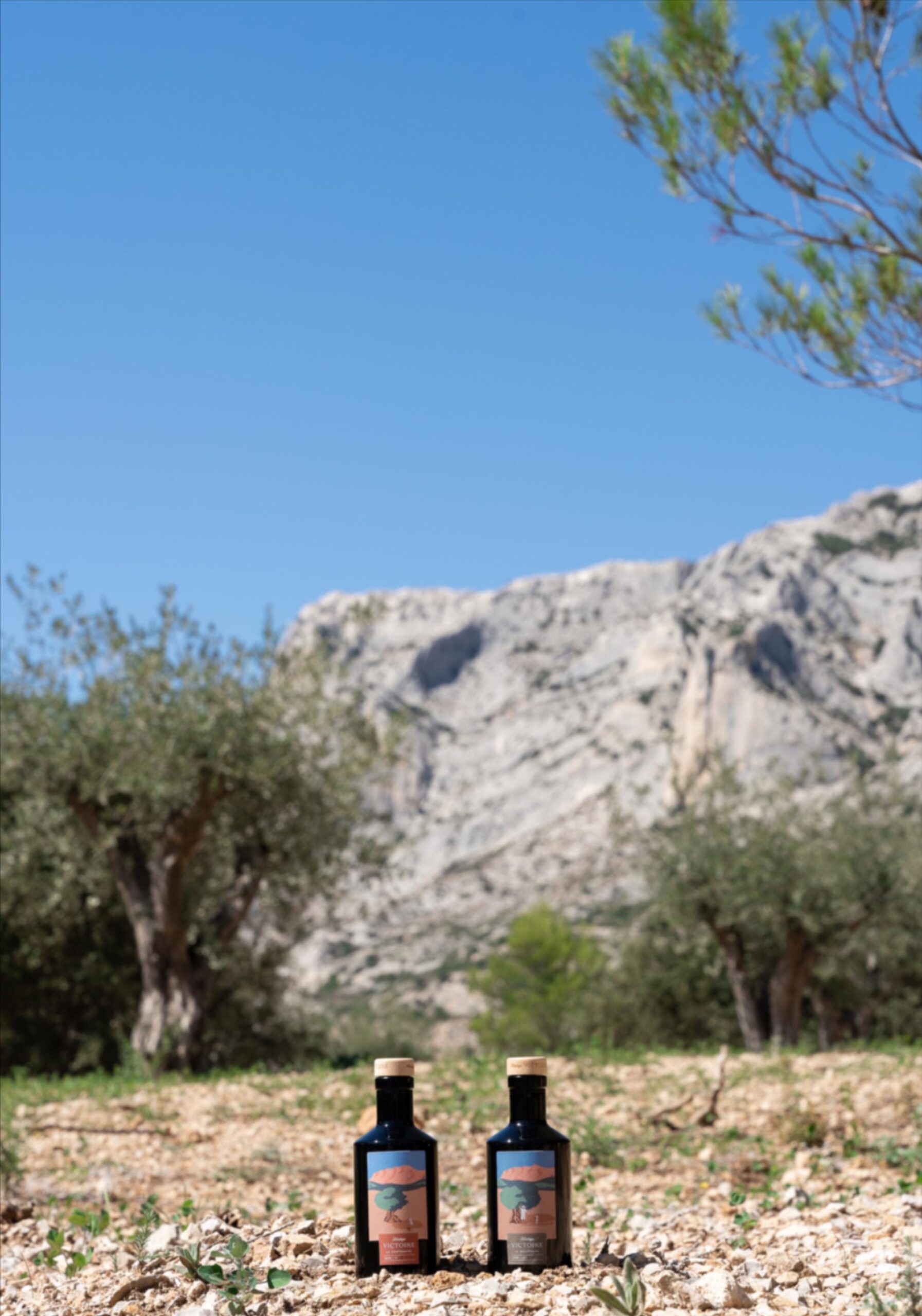 Oliviers de la Sainte-Victoire