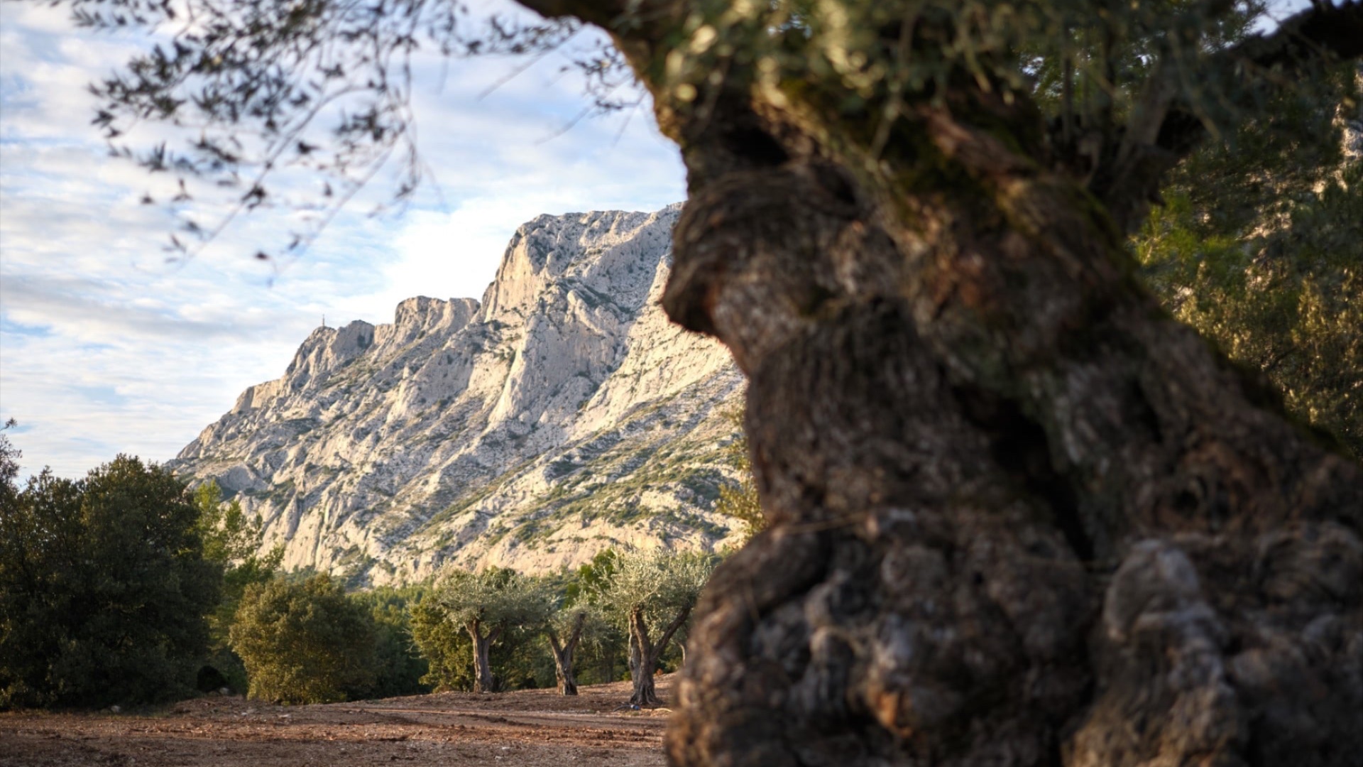 Olivier et paysage de Sainte-Victoire